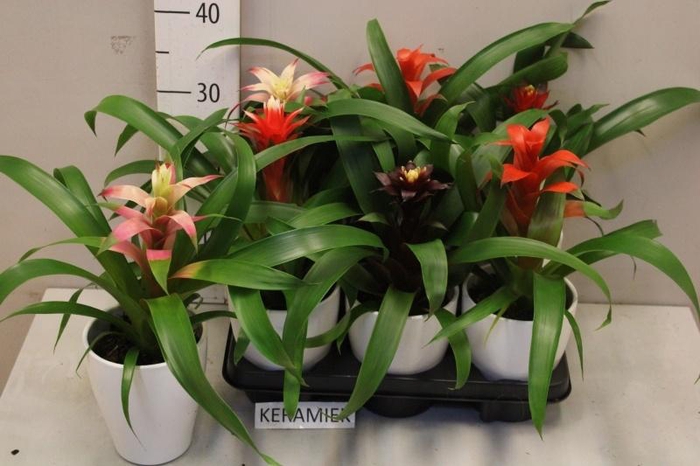 <h4>BROMELIA GEM</h4>