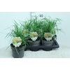 Calamagrostis acu. 'Karl Foerster'
