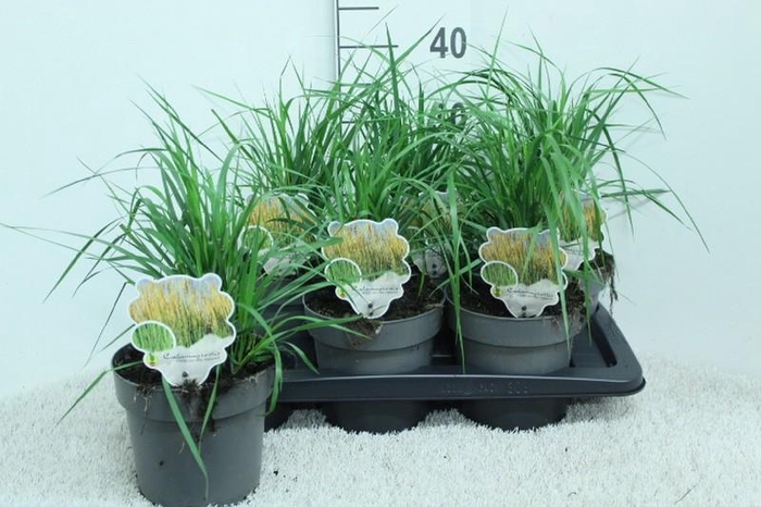 <h4>Calamagrostis acu. 'Karl Foerster'</h4>