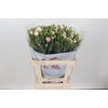 Dianthus Sp Yongo Rosa