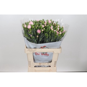 Dianthus Sp Yongo Rosa
