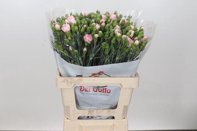Dianthus Sp Yongo Rosa