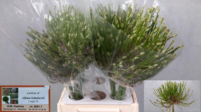 <h4>ALLIUM SCHUBERTII</h4>