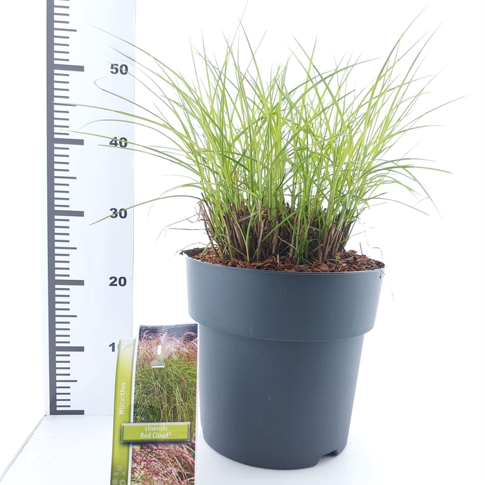 <h4>Miscanthus sinensis Red Cloud</h4>
