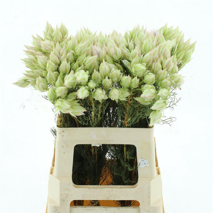 <h4>Blushing Brides White 4-6</h4>