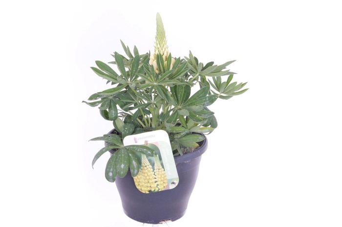 <h4>Lupinus Desert Sun</h4>