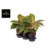 Aglaonema Lychee Red