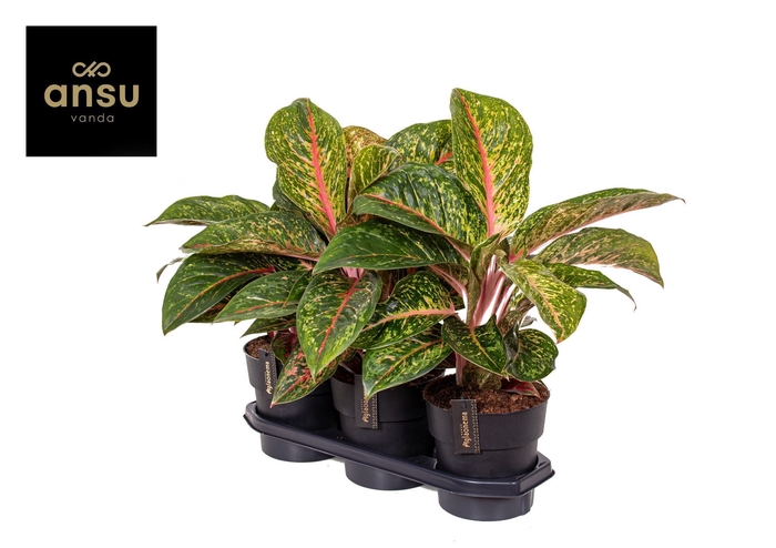 <h4>Aglaonema Lychee Red</h4>