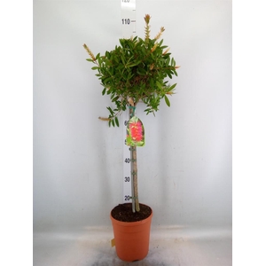 Callistemon citrinus