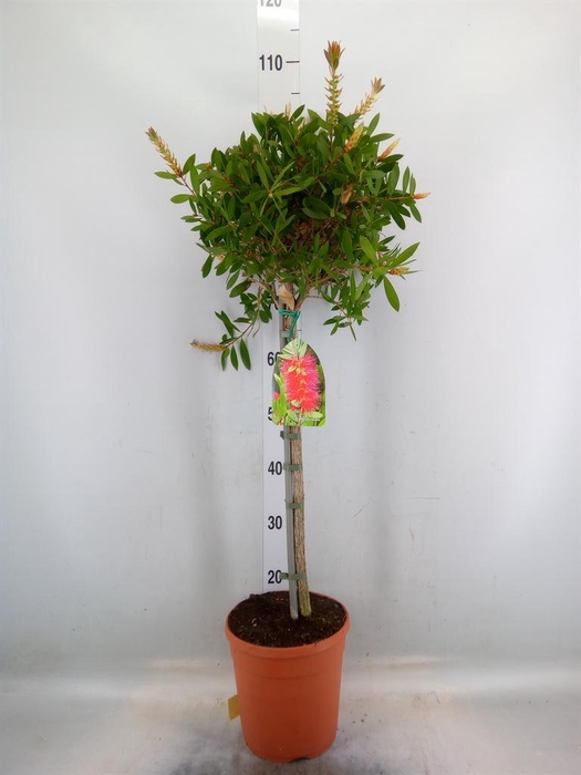 <h4>Callistemon citrinus</h4>