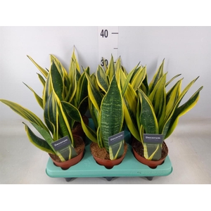 Sansevieria trifa.   ...