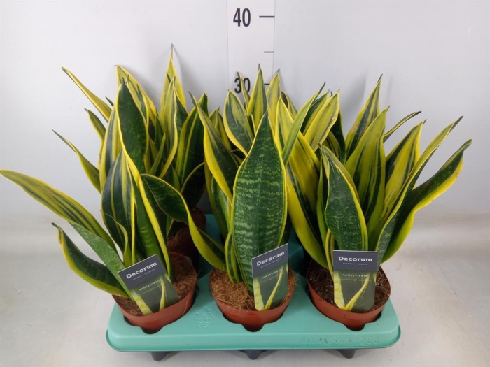 <h4>Sansevieria trifa.   ...</h4>
