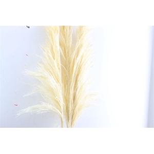 Dried Cortaderia Pampas Bleached 140cm
