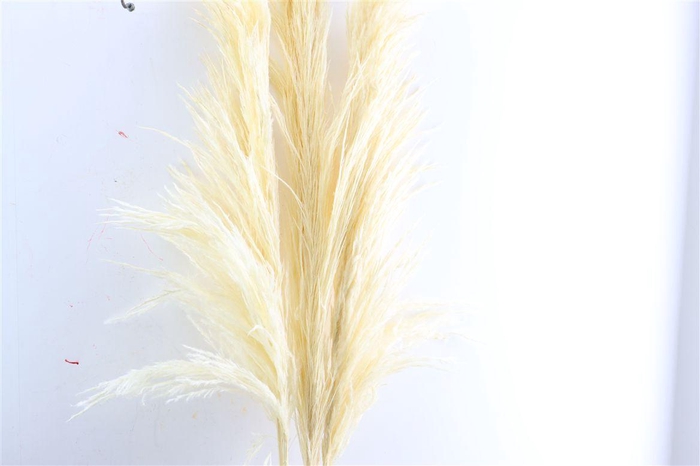 <h4>Dried Cortaderia Pampas Bleached 140cm</h4>