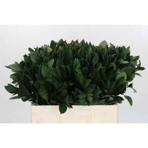RUSCUS HYPOPHYLLUM