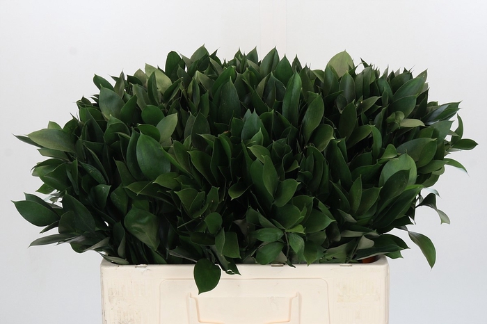 <h4>RUSCUS HYPOPHYLLUM</h4>