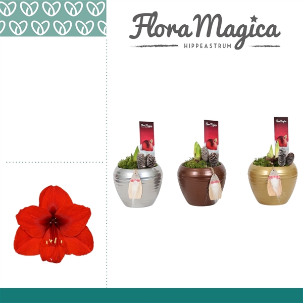 <h4>Amaryllis Rood 2 Knop in Melanie KERST</h4>