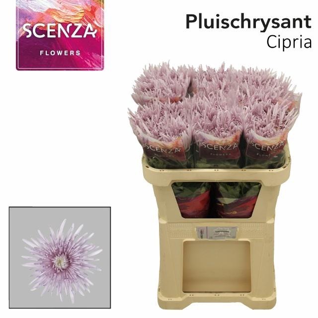 <h4>Chr G Cipria</h4>