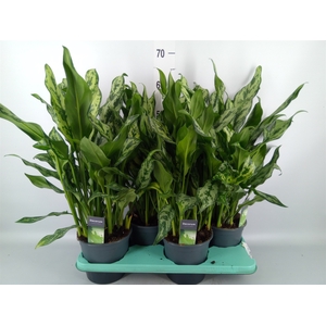 Aglaonema   ...
