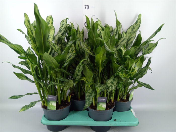 <h4>Aglaonema   ...</h4>
