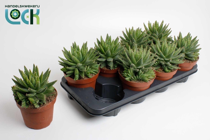 <h4>Aloe Brevifolia</h4>