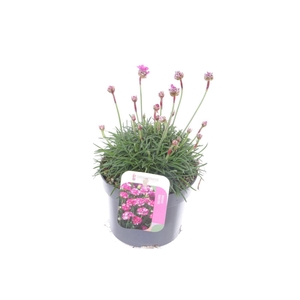 Armeria maritima Dusseldorf Pride
