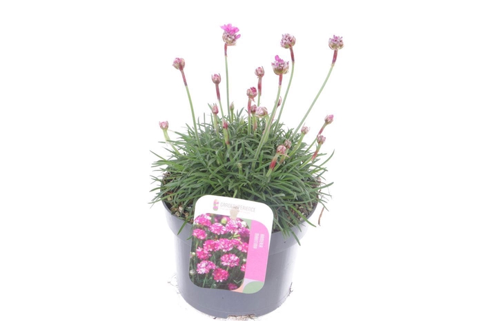 <h4>Armeria maritima Dusseldorf Pride</h4>