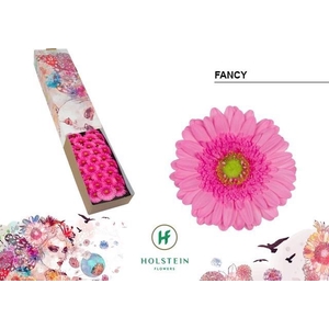 GE MI FANCY