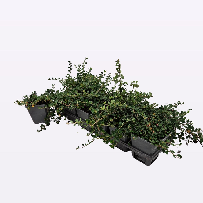 <h4>Cotoneaster procumbens 'Streib's Findling' 12-Tray</h4>