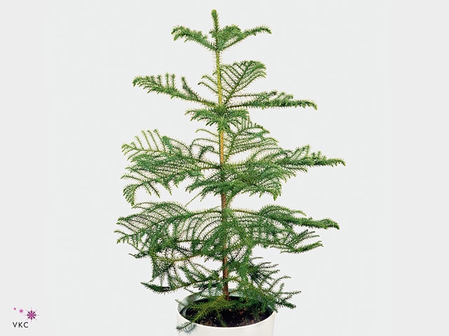 Araucaria heterophylla