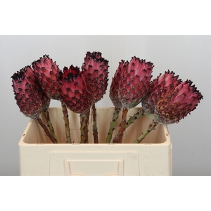Protea Barbigera No leaves