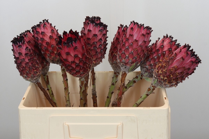 <h4>Protea Barbigera No leaves</h4>