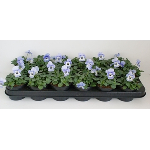 Viola Co Licht Blauw