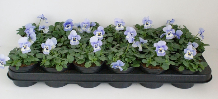 <h4>Viola Co Licht Blauw</h4>