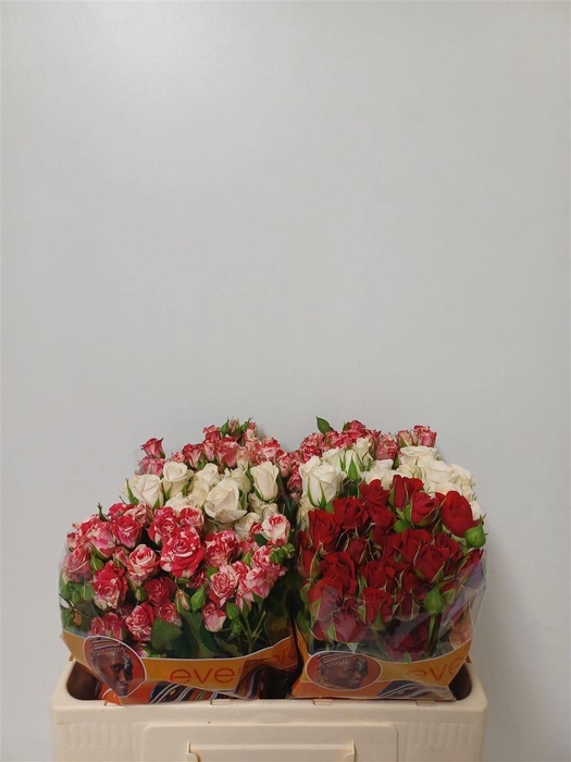 <h4>R TR GEM IN FUST</h4>