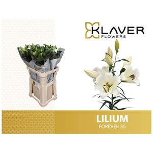 Li Or Forever 3+ Klaver Lily