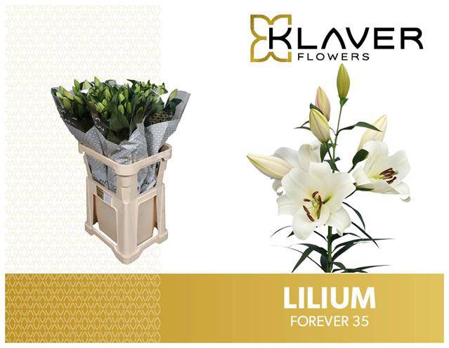 <h4>Li Or Forever 3+ Klaver Lily</h4>