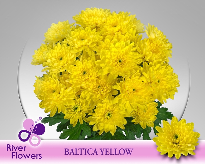 <h4>CHR T BALTICA YELLOW</h4>