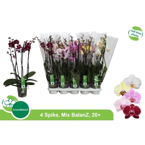 PHAL GEM