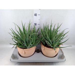 Aloe humilis