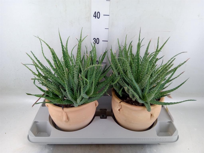 <h4>Aloe humilis</h4>