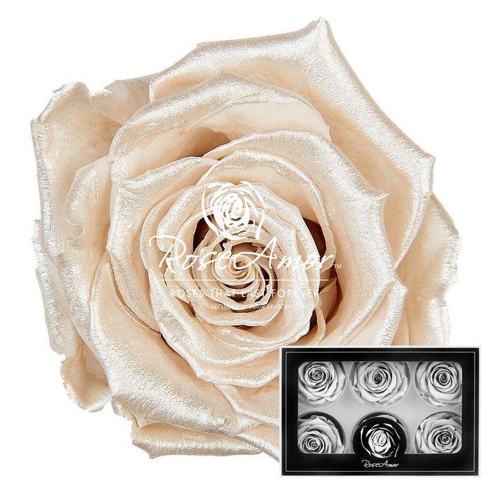 <h4>Lplus Pearl White</h4>