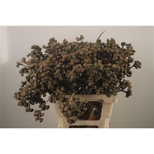 Euc Berry Clock Per Bunch