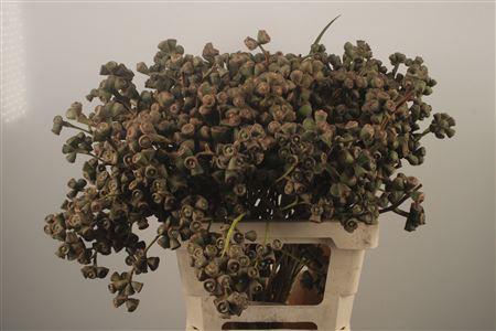 <h4>Euc Berry Clock Per Bunch</h4>