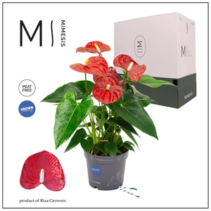 Mimesis Anthurium KARMA Red - 12cm