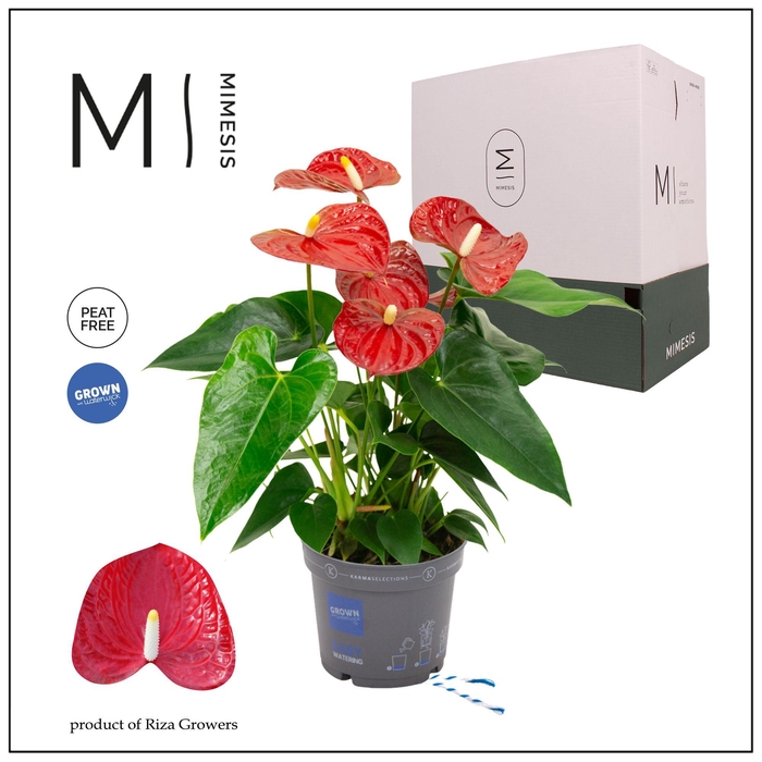 <h4>Mimesis Anthurium KARMA Red - 12cm</h4>