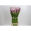 Zantedeschia Eydolls Purple White