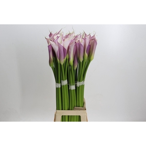Zantedeschia Eydolls Purple White