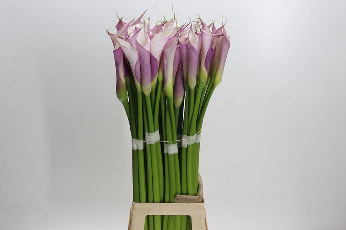 <h4>Zantedeschia Eydolls Purple White</h4>