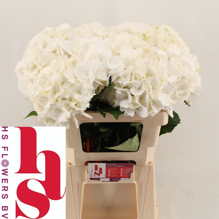 <h4>HYDR M SCHNEEBALL</h4>